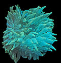 Snowflake Bulb Anemone