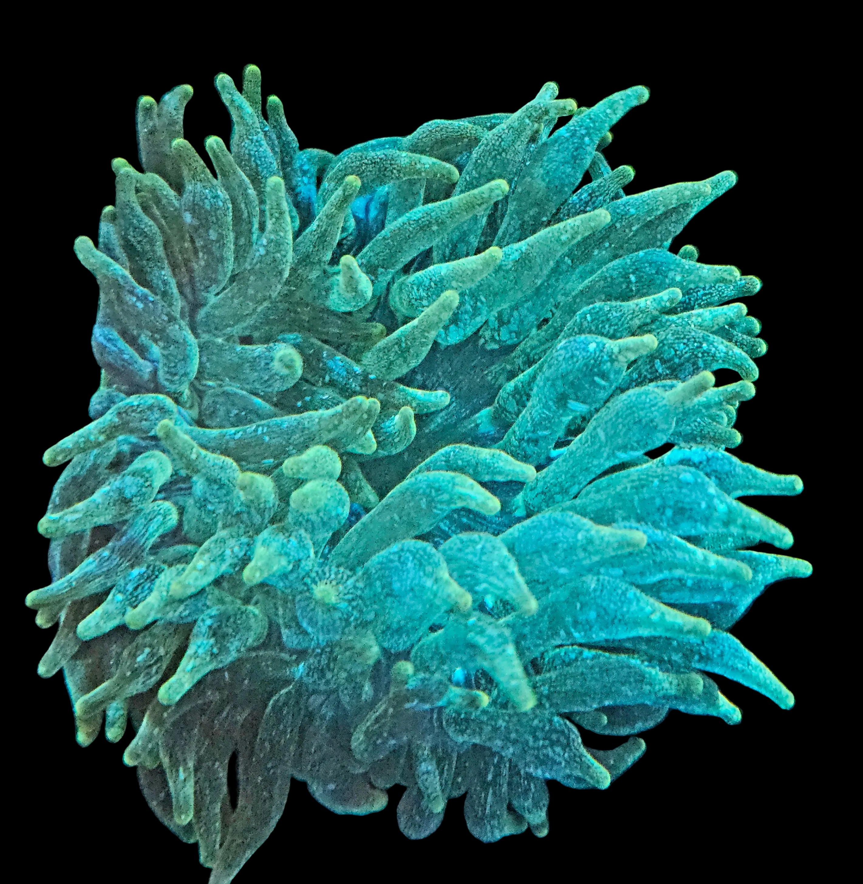 Snowflake Bulb Anemone