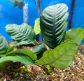 Anubias Barteri Coffeefolia
