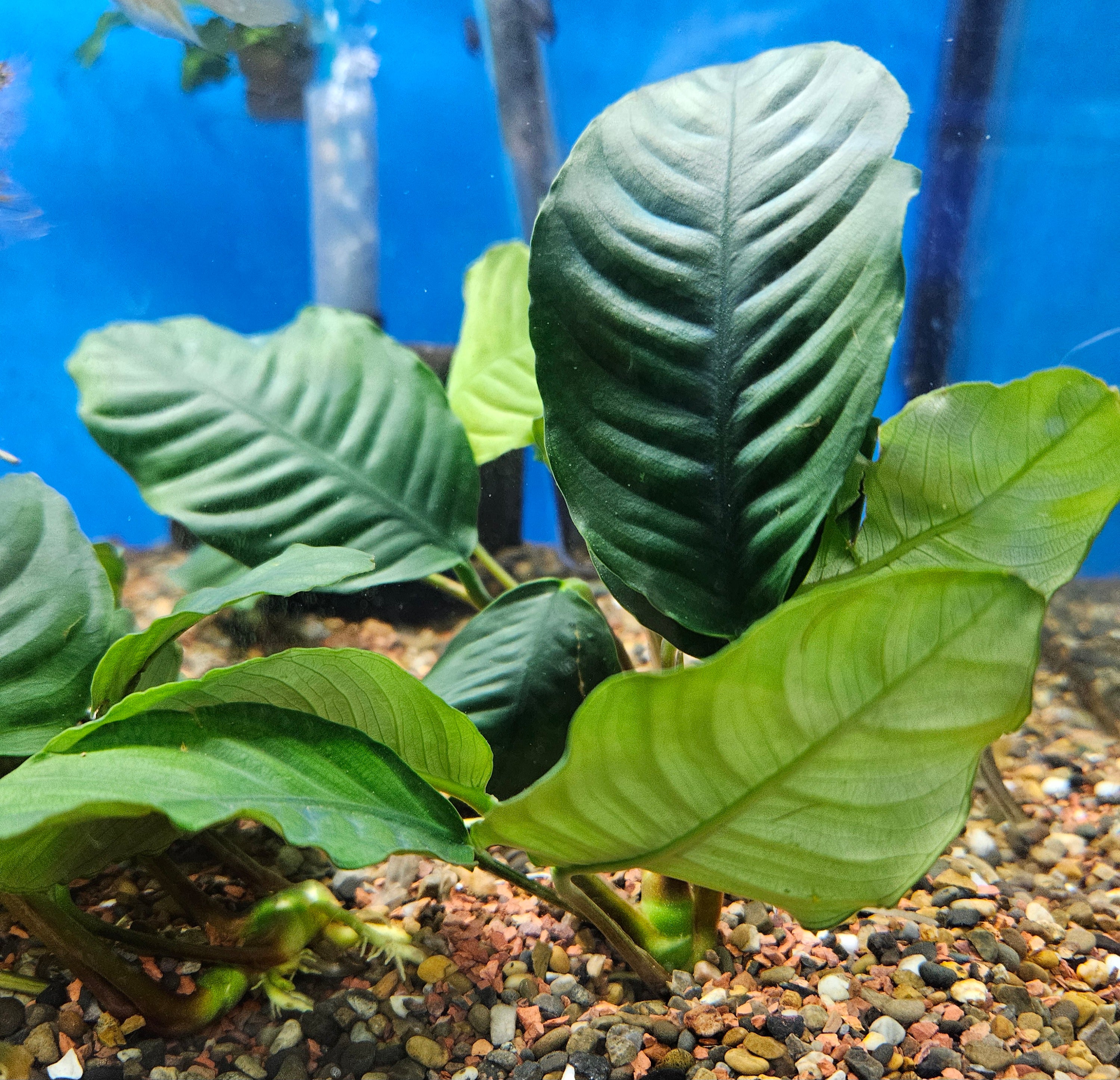 Anubias Barteri Coffeefolia