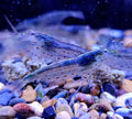 Amano Yamato Spotted Shrimp