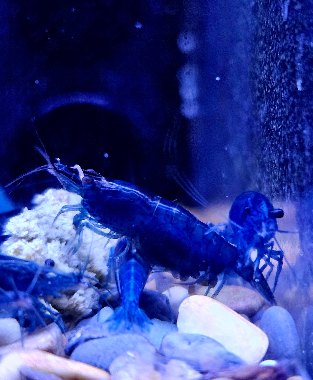 Blue Fantasy Shrimp