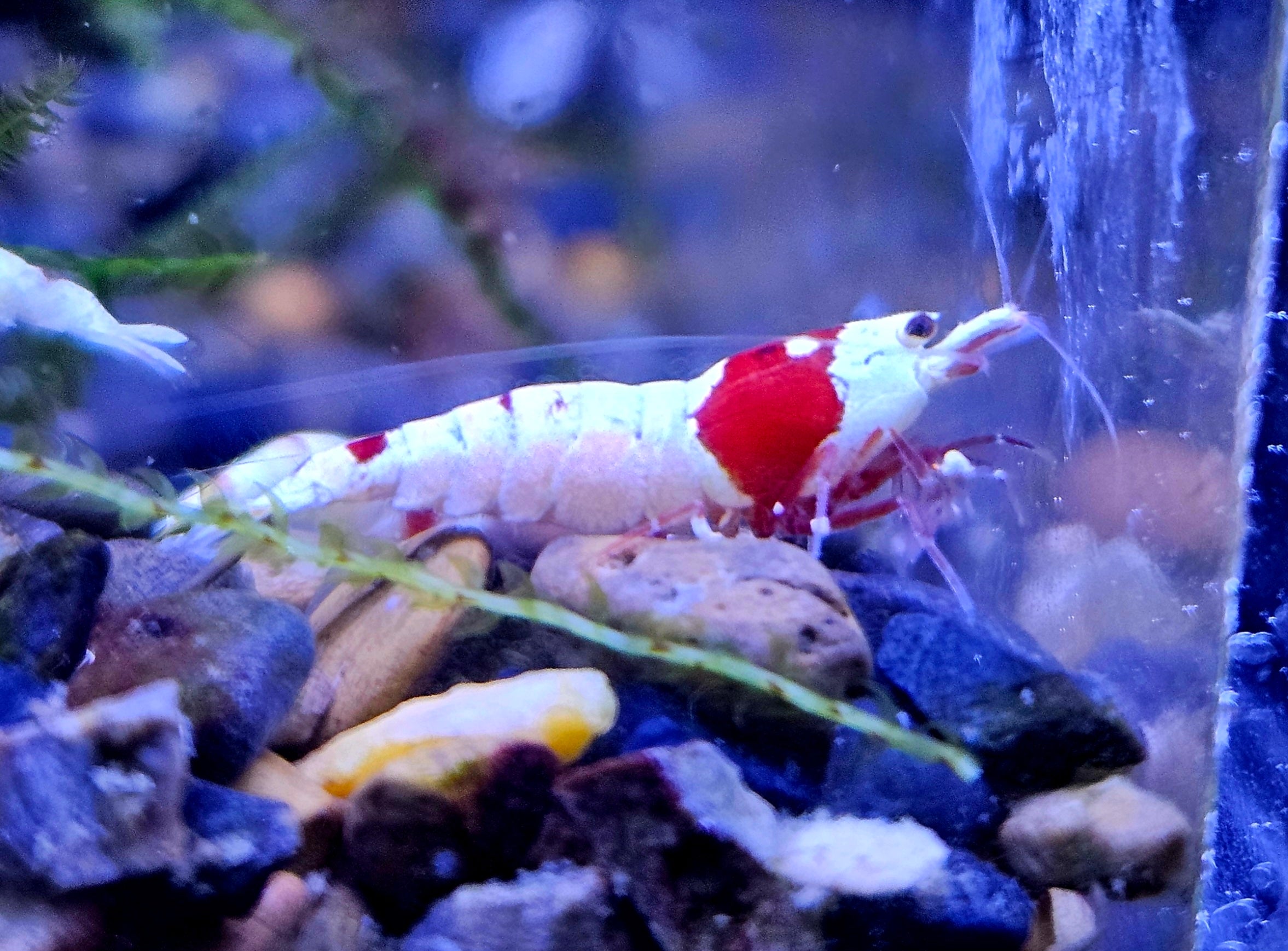 Crystal Red Shrimp