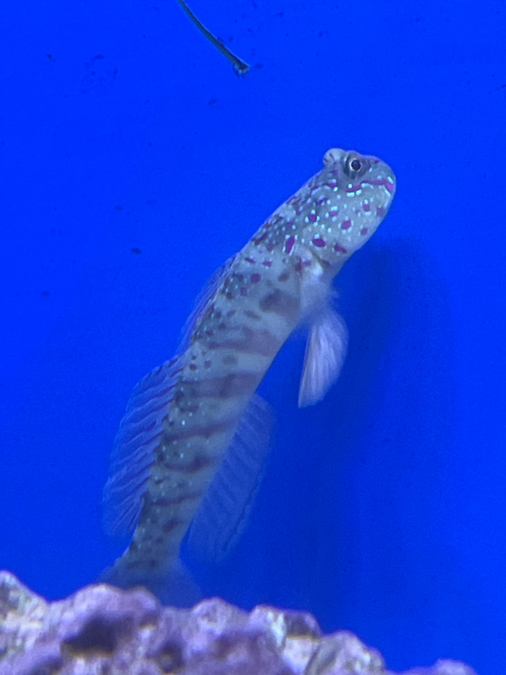Pink Spotted Watchman
