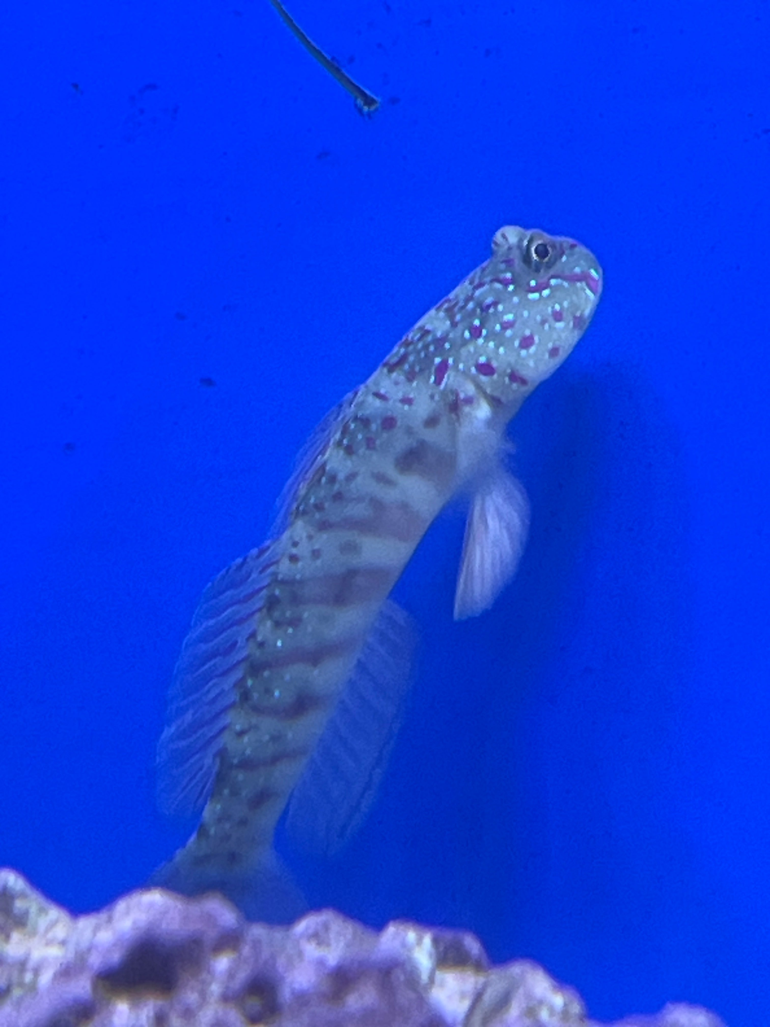 Pink Spotted Watchman