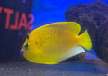 Flagfin Angel