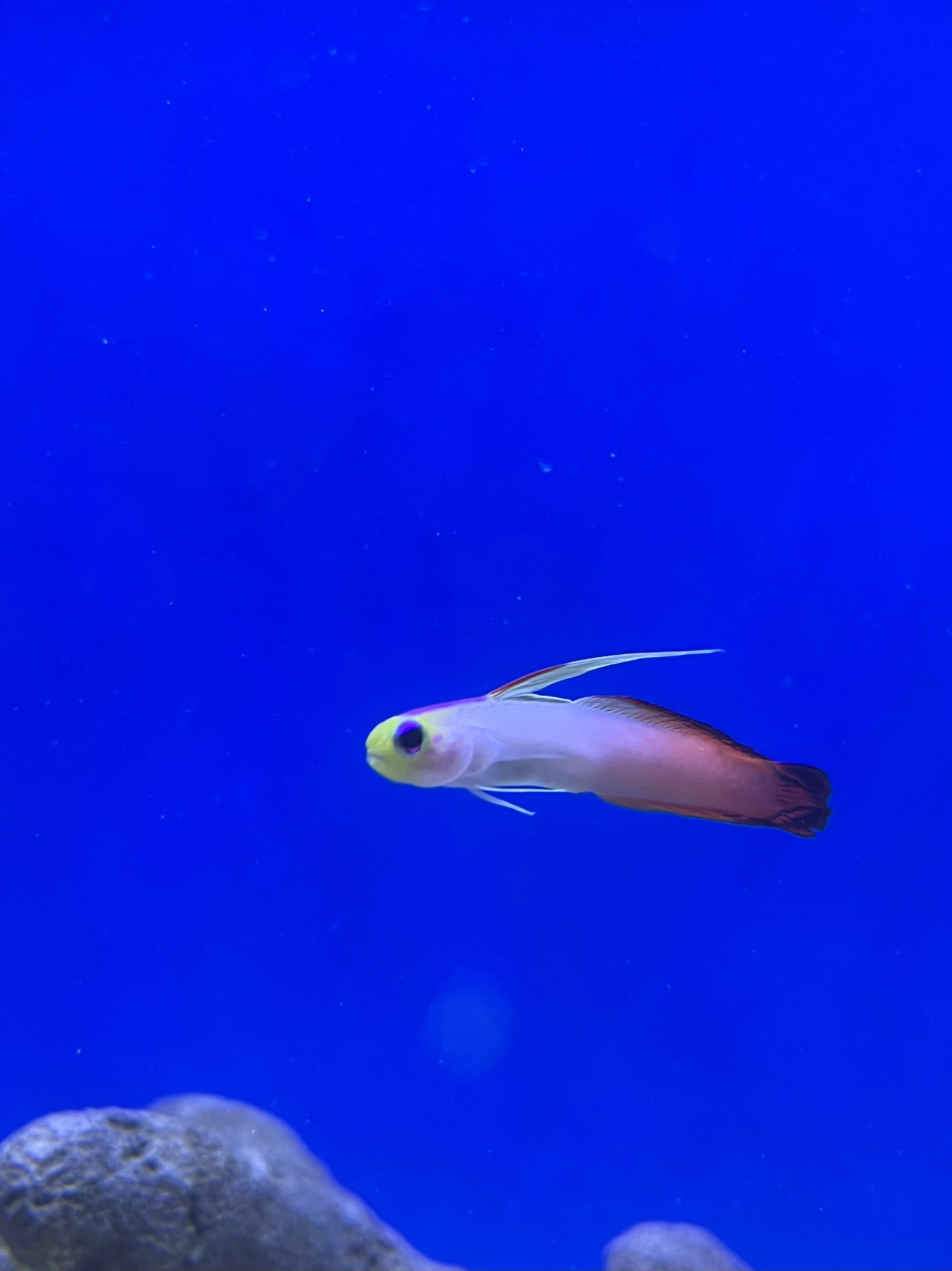 Firefish-Goby
