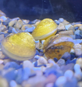 Yellow-Mini-Clams