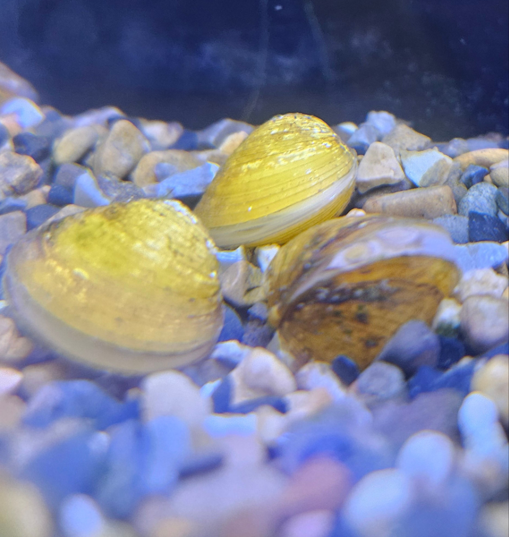 Yellow-Mini-Clams