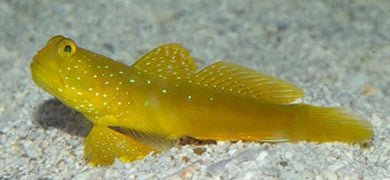 Yellow-Watchman-Goby