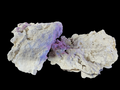 White-Dry-Rock