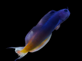 BiColor-Blenny