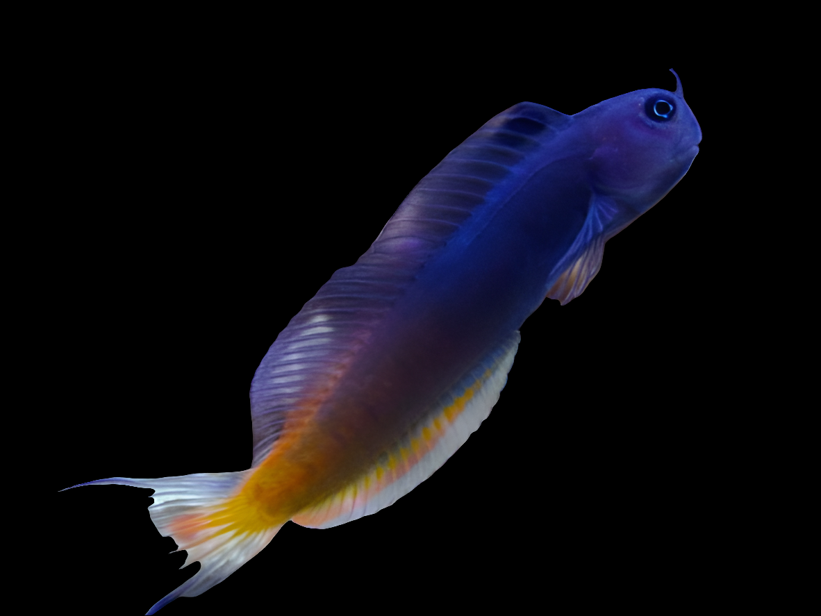 BiColor-Blenny