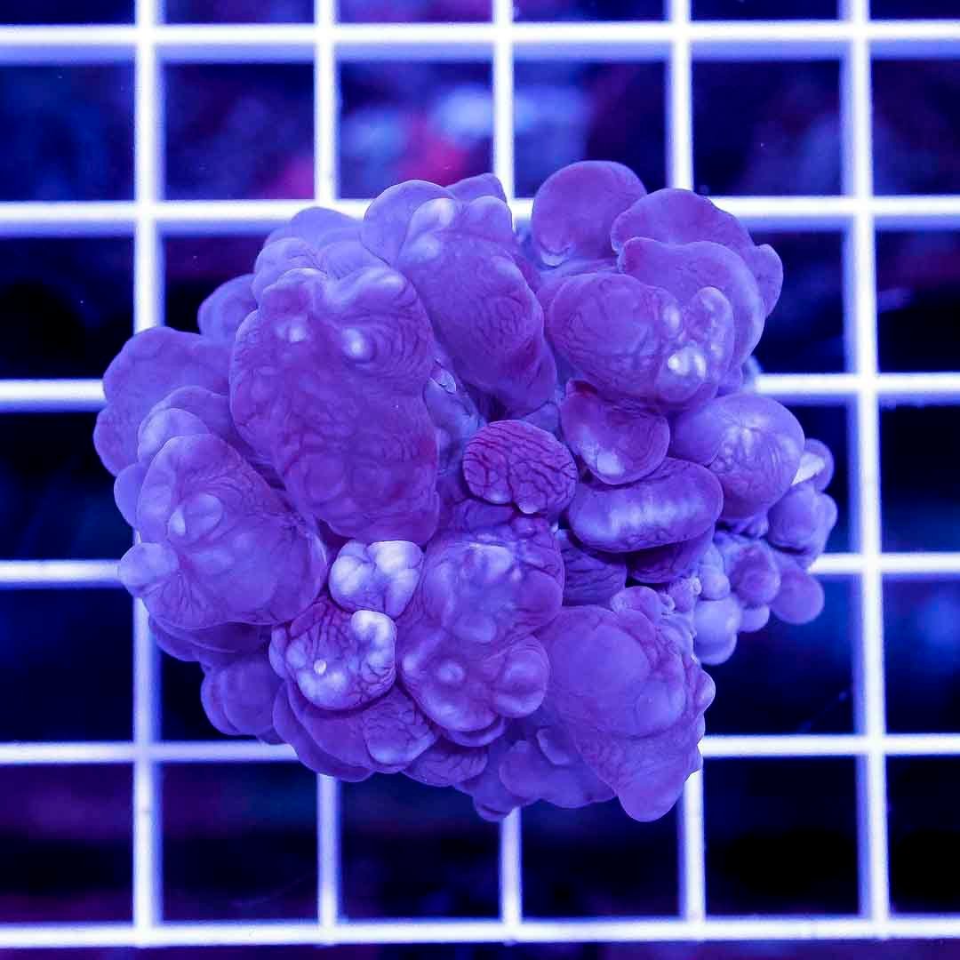 Blue Bubble Coral