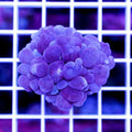 Blue Bubble Coral