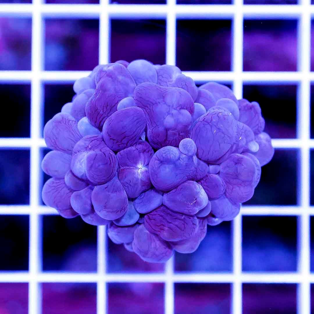 Blue Bubble Coral