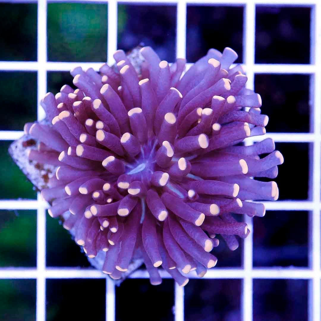 Orange Tip Joker Coral