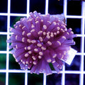 Orange Tip Joker Coral