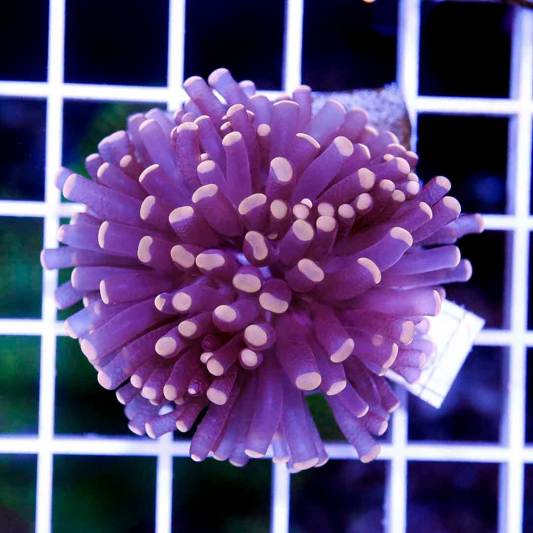 Orange Tip Joker Coral