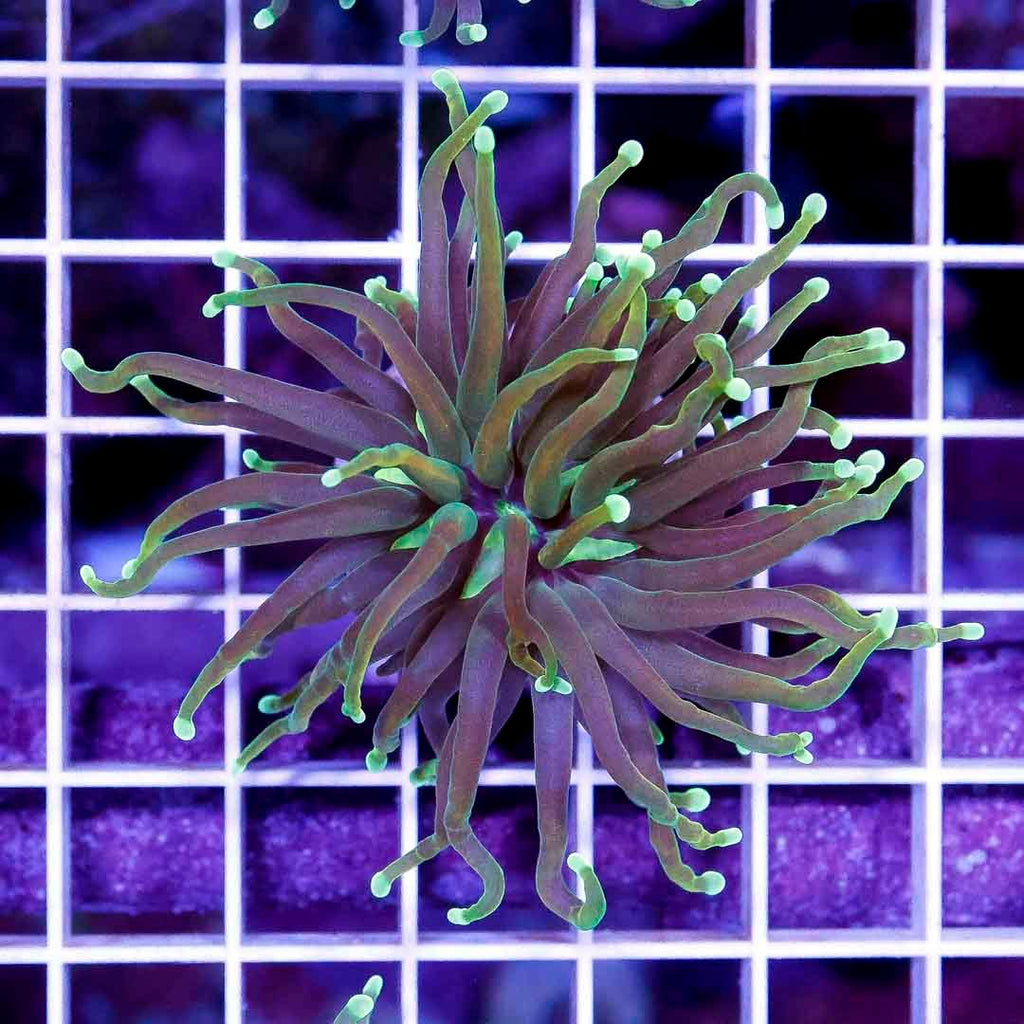 Ultra Neon Tip Torch