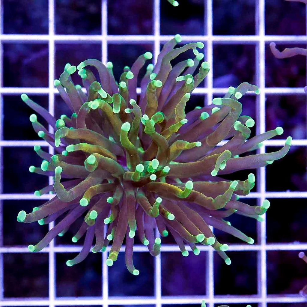 Ultra Neon Tip Torch