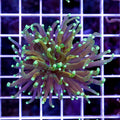 Ultra Neon Tip Torch