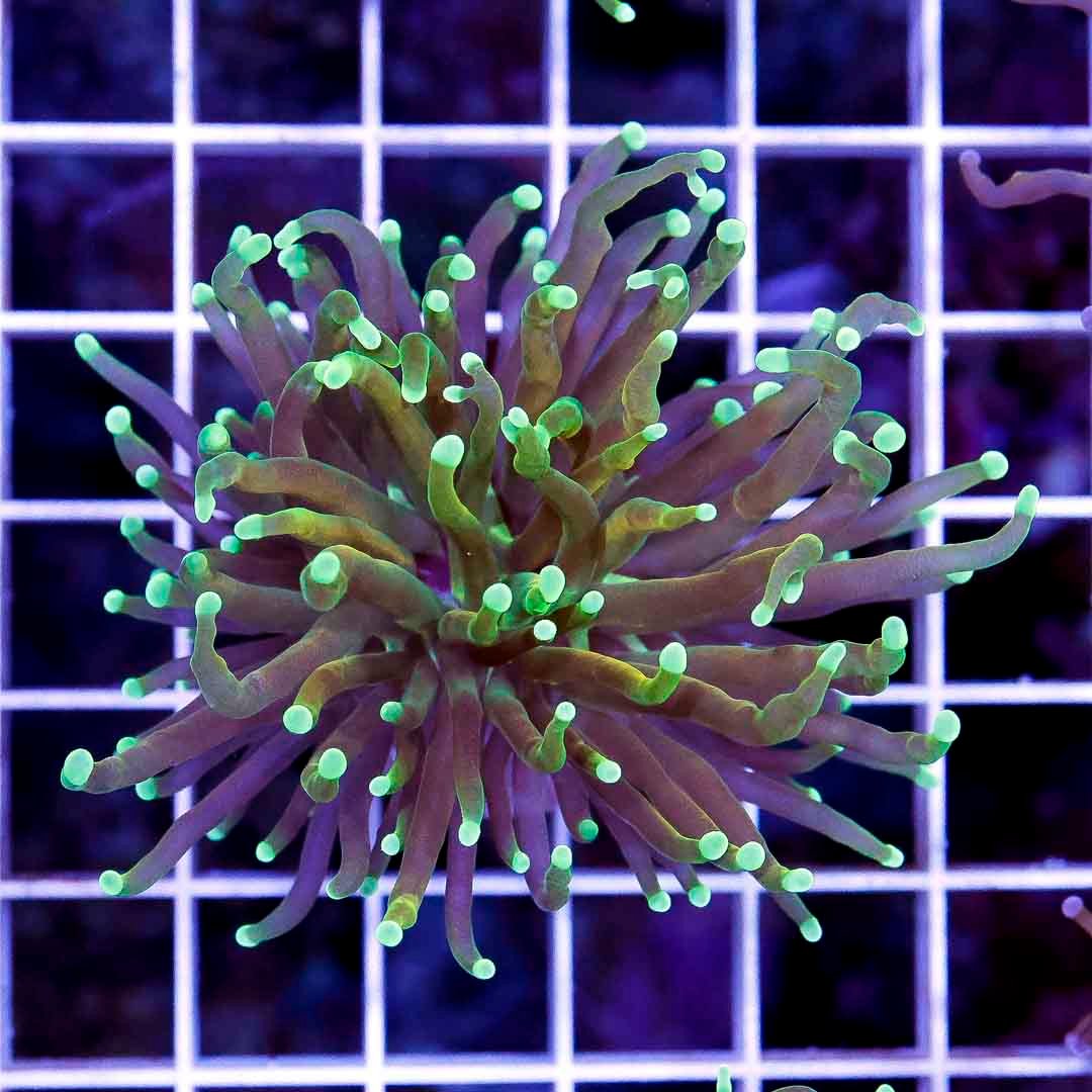 Ultra Neon Tip Torch