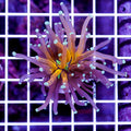 Ultra Tiger Torch #1