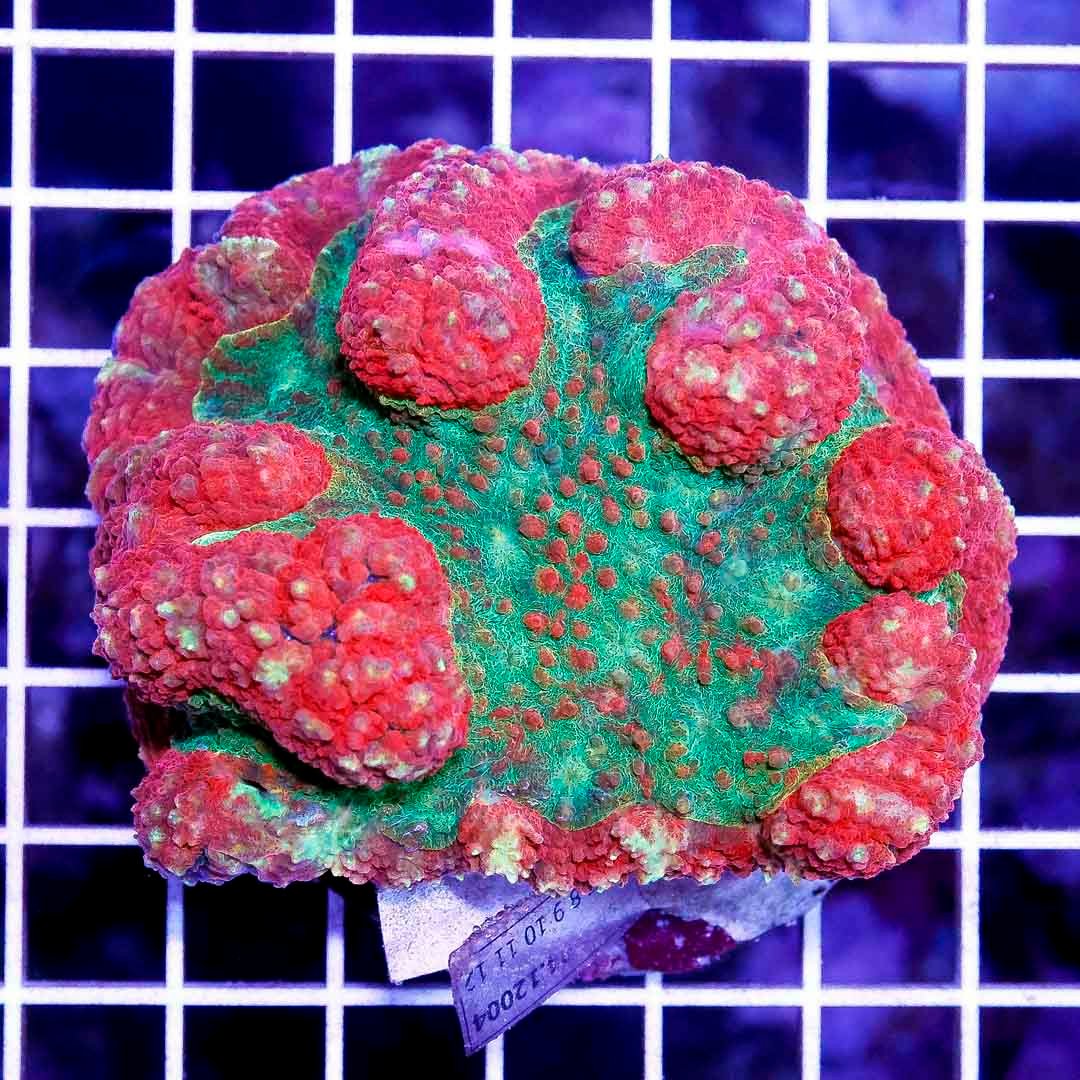 Ultra Reef Raft Lobophyllia