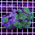 Ultra-Green-Hairy-Mushrooms