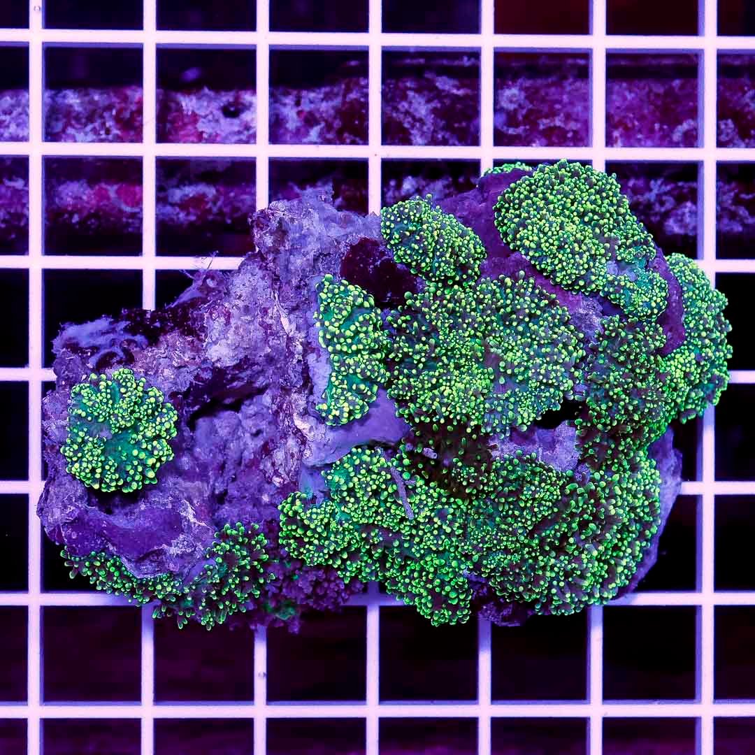 Ultra-Green-Hairy-Mushrooms