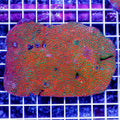 Rainbow Montipora
