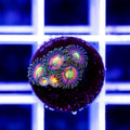 Laser Lemon Zoa