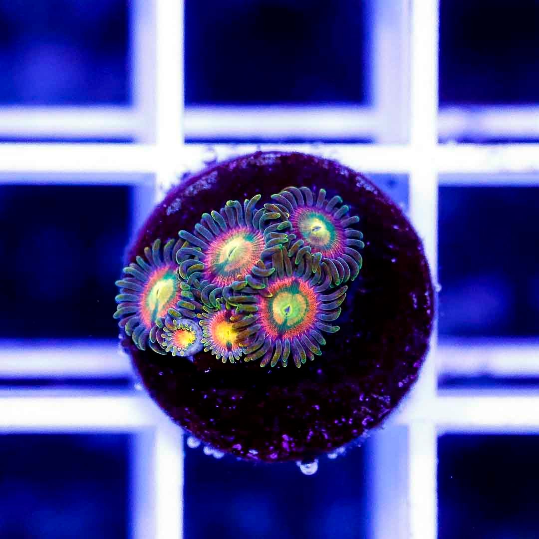 Laser Lemon Zoa