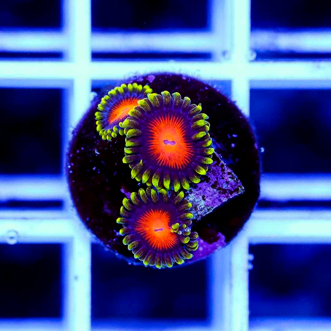 Ultra Yellow Brick Road Zoa