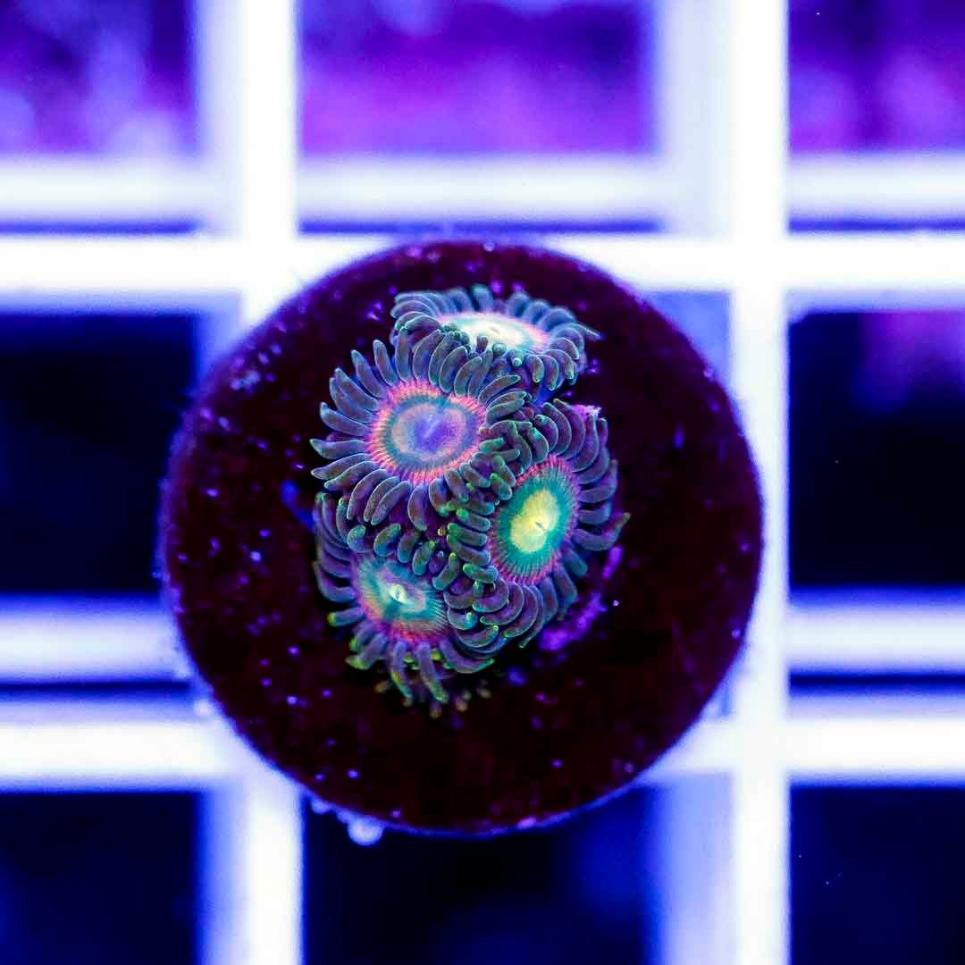 Laser Lemon Zoa