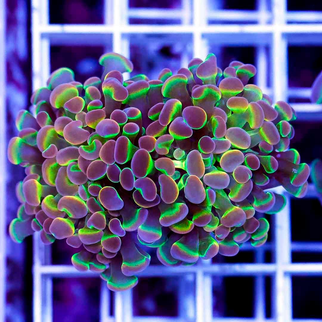 Ultra Rainbow Hologram Hammer