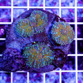 Yuma-Ricordia-Mushroom-Frag
