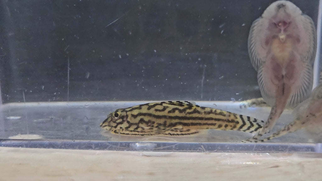 Hillstream Reticulated Loache