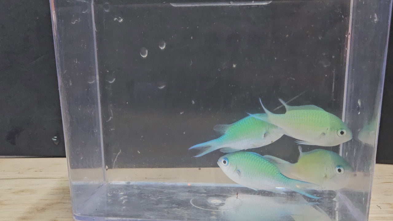 Green Chromis