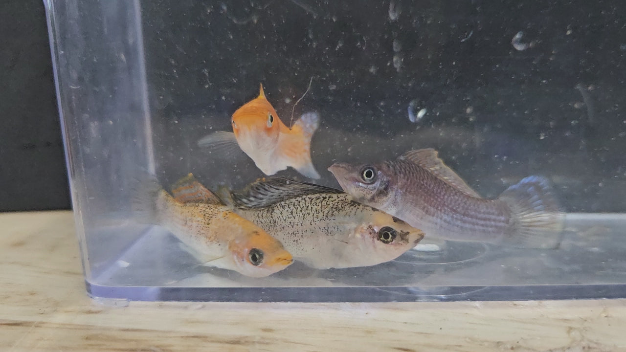 Saltwater Molly Assorted