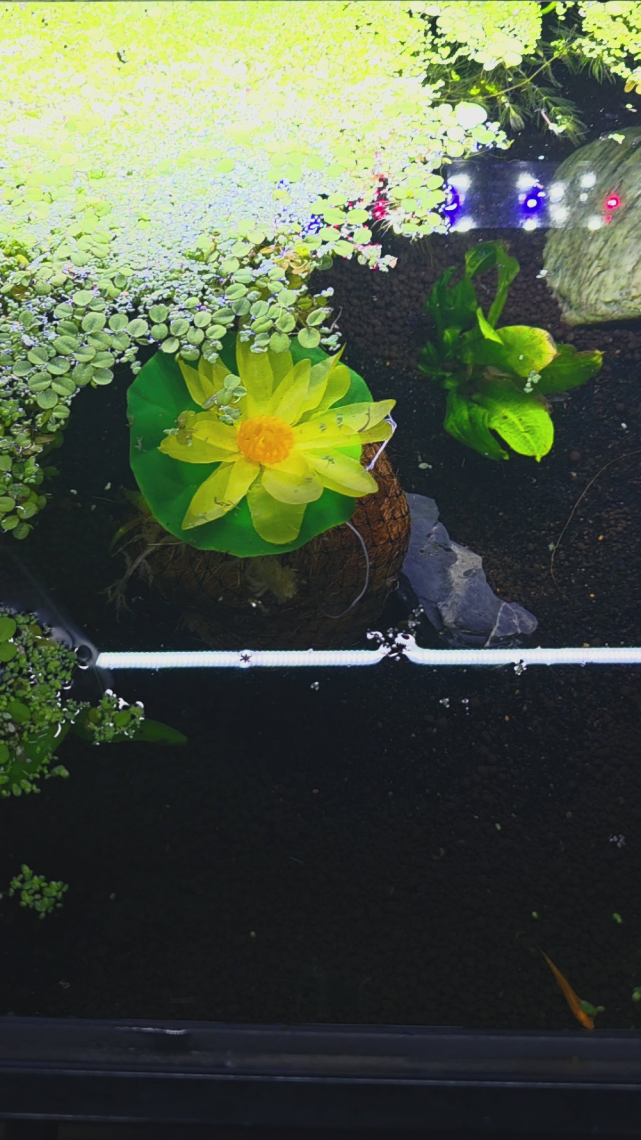 Pond Lily Tubers