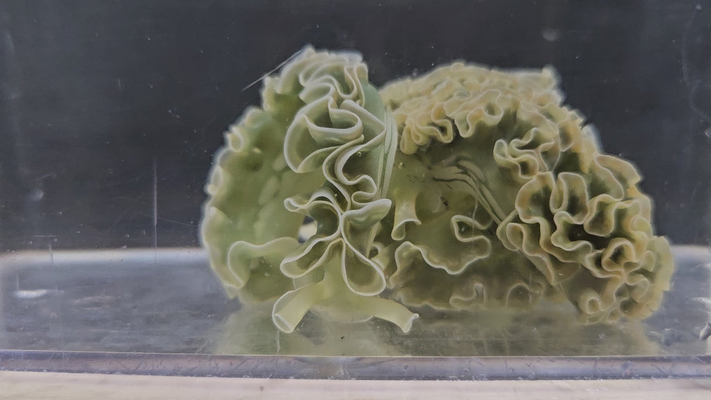 Lettuce Nudibranch