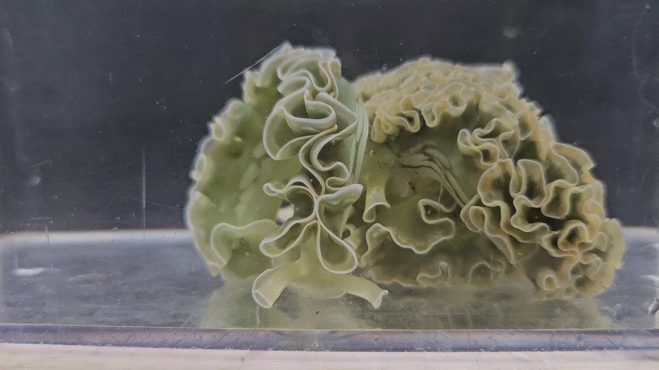 Lettuce Nudibranch