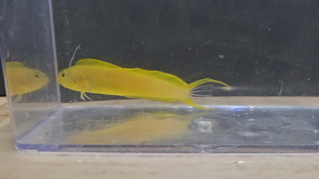 Canary Blenny