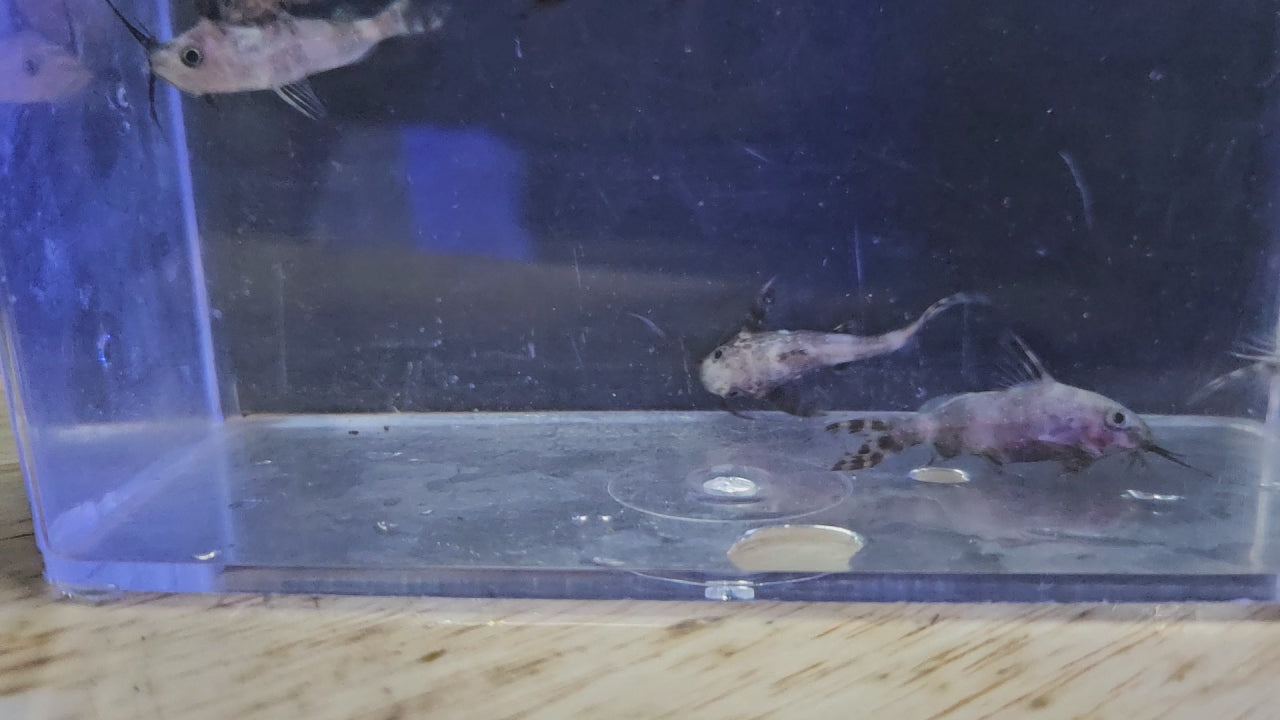 Upside Down Catfish