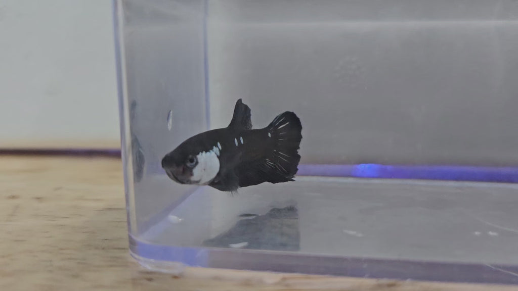 Black Mamba Male Betta