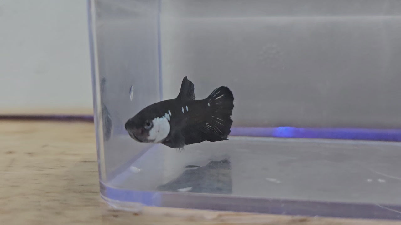 Black Mamba Male Betta