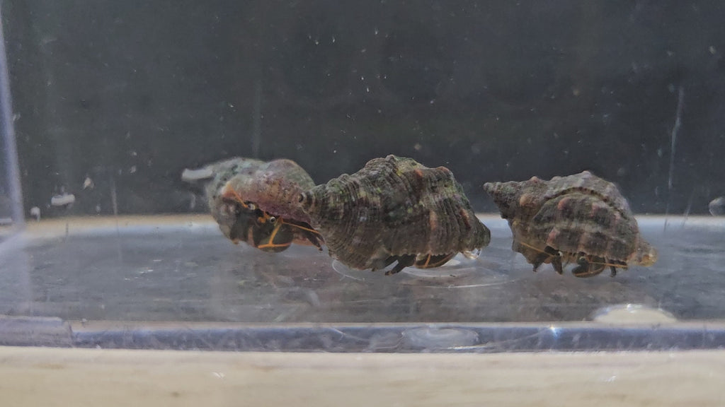 Zebra-Hermit-Crab