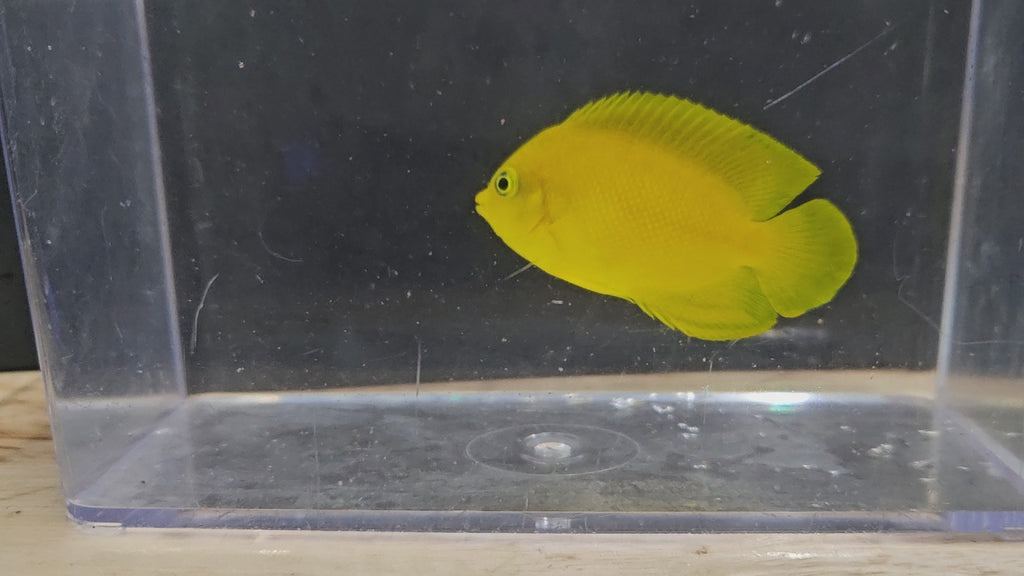 Yellow Angelfish